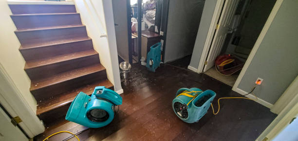 Best Mold removal after water damage  in Holdenville, OK